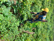 Left to waste: How Ogun farmers suffer economic loss over bad road